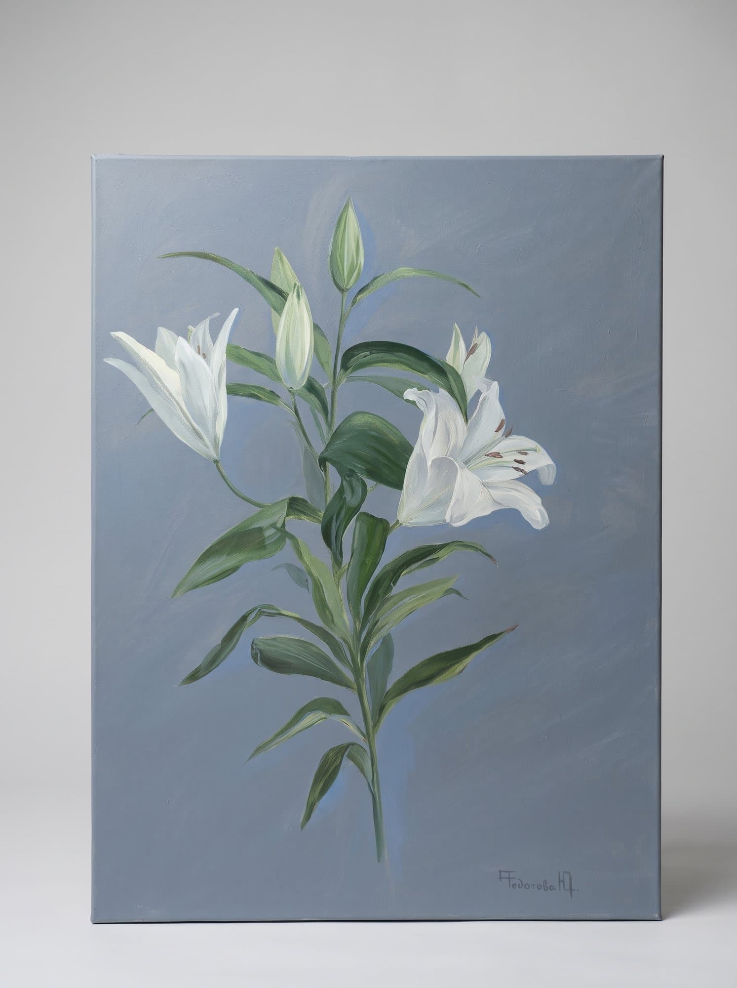 White lilies with green leaves on a blue background